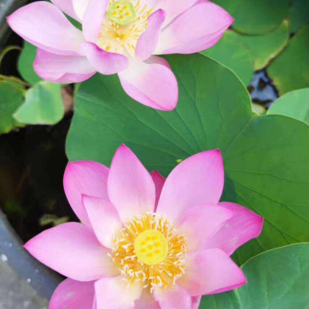 10 Purple Potted Lotus Flower Seeds Gorgeous Nelumbo Aquatic Plants Water Lily