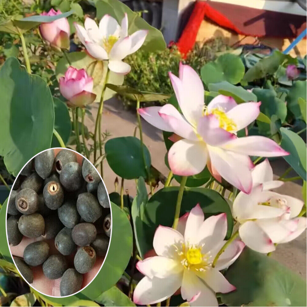 30 PCS Seeds Lotus Seeds Hydroponic Plants Water Lily Seeds Potted Plants