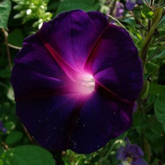 Morning Glory KNOWLIANS BLACK Rare Vine Hummingbirds Love Non-GMO 25 Seeds.