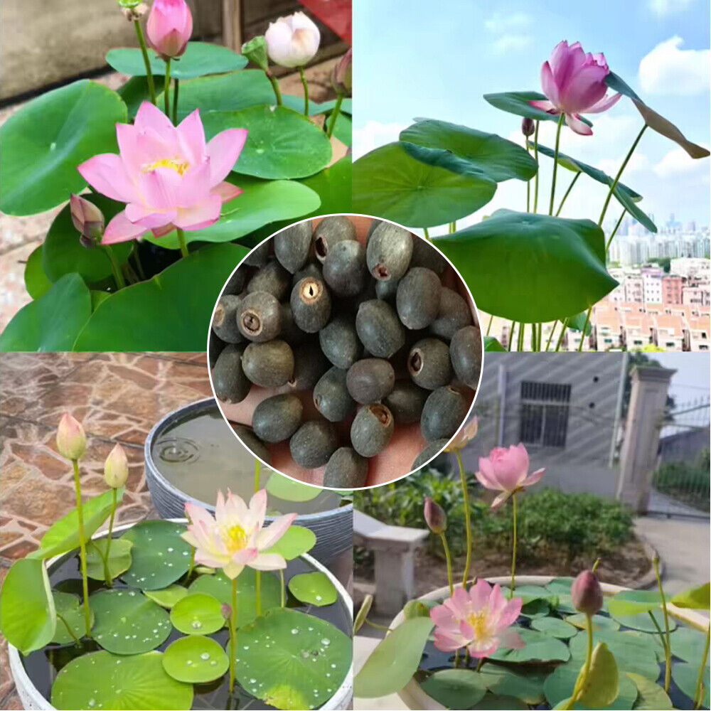 30 PCS Seeds Lotus Seeds Hydroponic Plants Water Lily Seeds Potted Plants