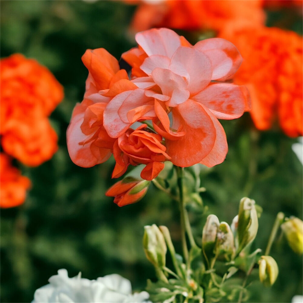 100PCS Orange Geranium Seeds Pink White Edge Geranium Seeds Garden Flower Seeds