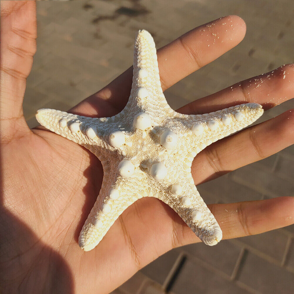 10Pcs Dried Starfish Beach Craft Wedding Party Home Decor Hanging Ornaments