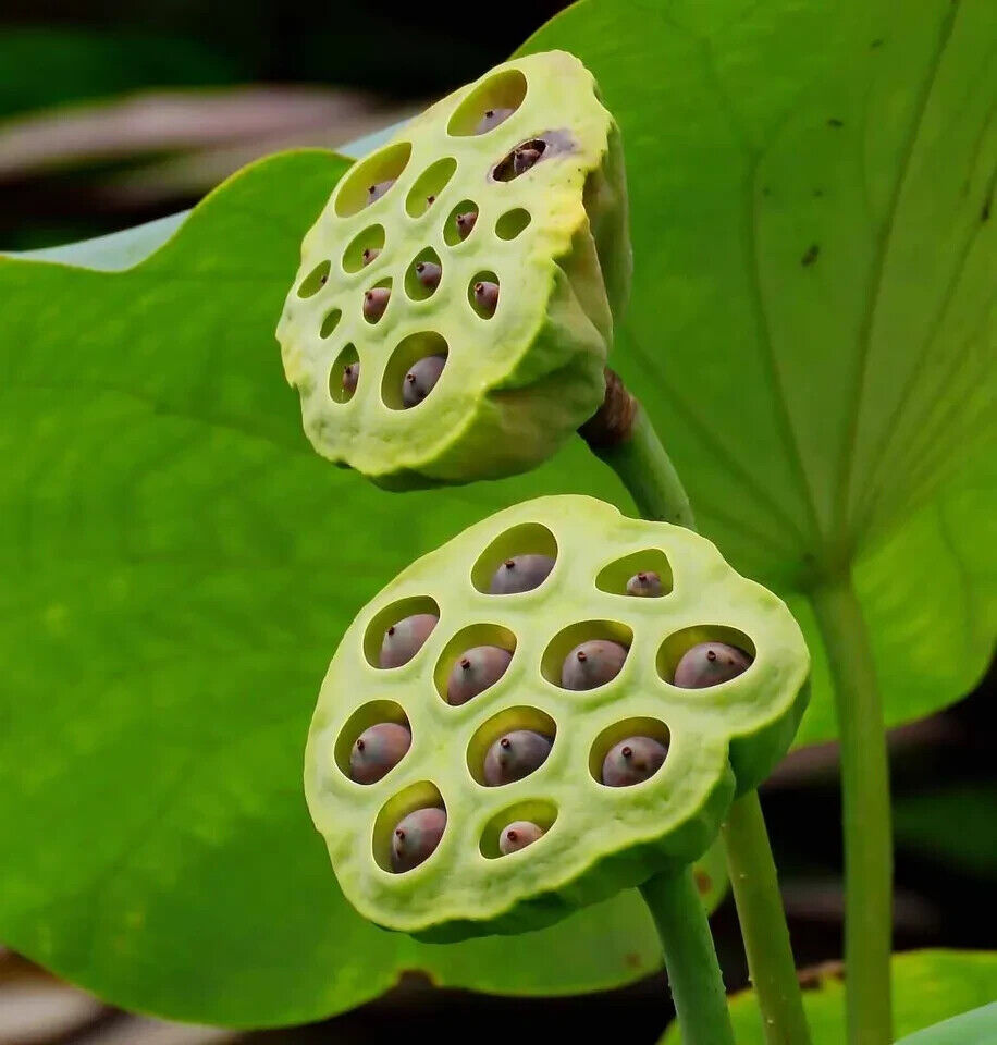 10 Lotus Flower Seeds Gorgeous Nelumbo Aquatic Plants Water Lily