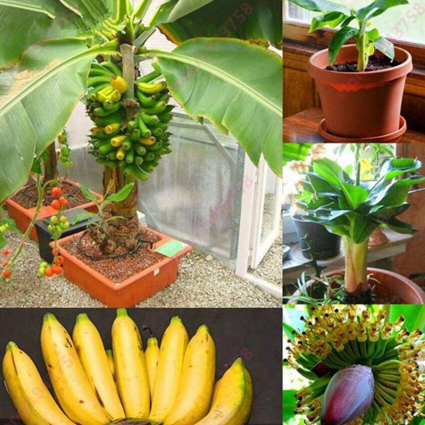 100Pcs/set Dwarf Banana Tree Seeds Mini Bonsai Plant Exotic Rare Fruits Garden