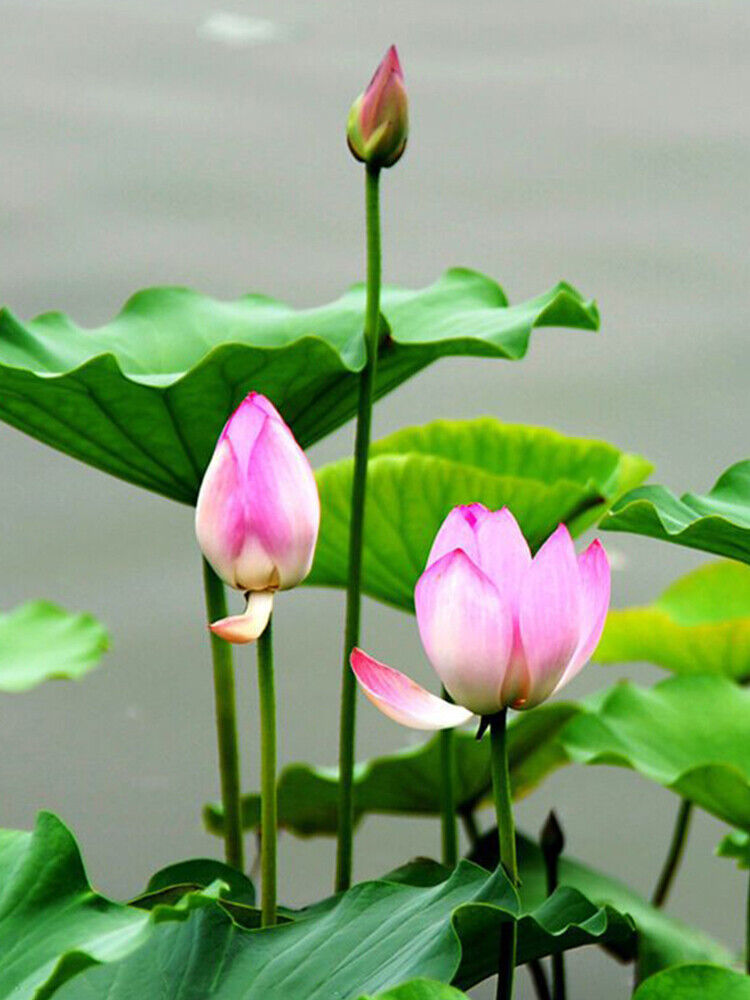 30 PCS Seeds Lotus Seeds Hydroponic Plants Water Lily Seeds Potted Plants