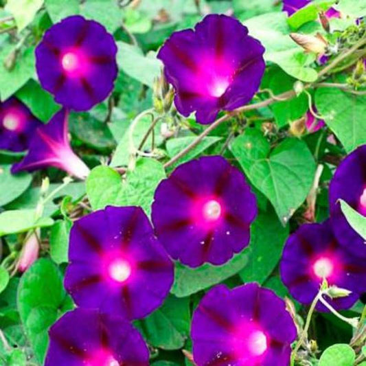 Morning Glory KNOWLIANS BLACK Rare Vine Hummingbirds Love Non-GMO 25 Seeds.