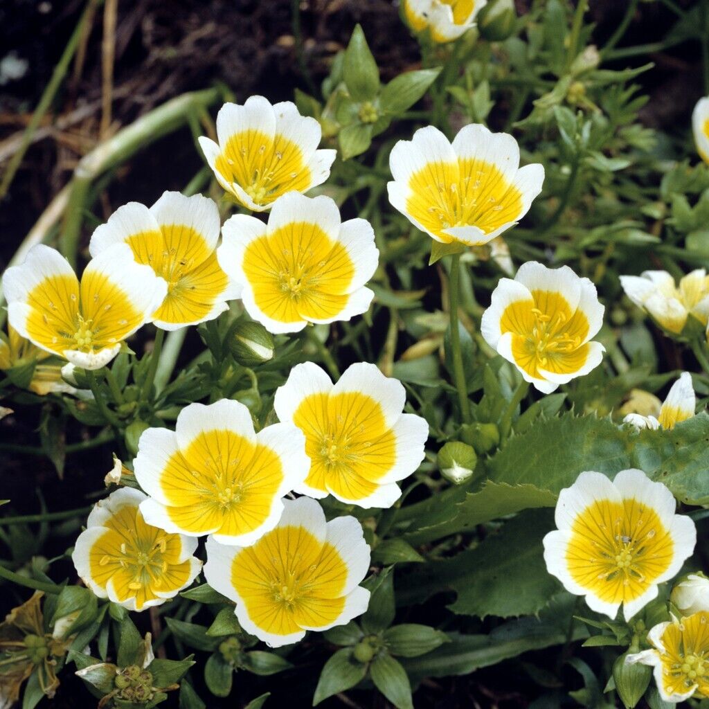 POACHED EGG PLANT 45 seeds Limnanthes douglasii rockery hanging basket flower