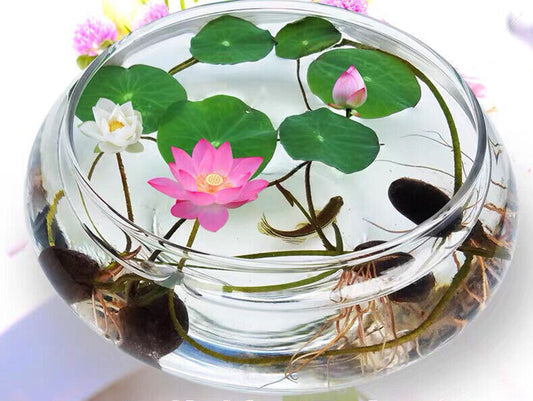 5 Seeds Aquatic Lotus Flower Seeds Mixed Colour