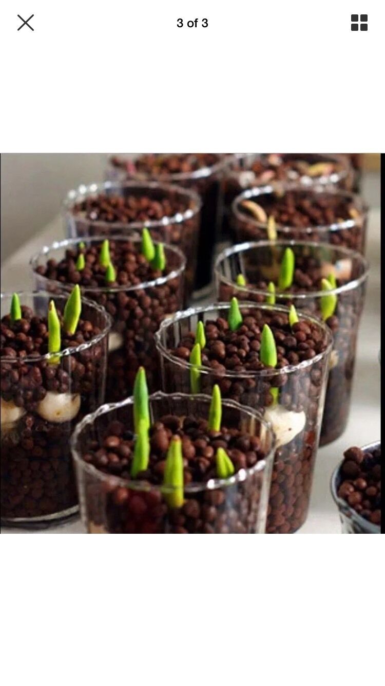 100Pcs Tulip Seeds  Perfume Decor Flower Bonsai Seeds Home Garden Potted Plants