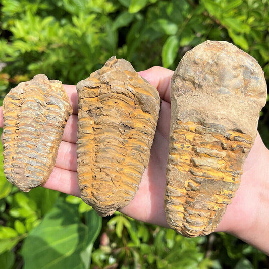 4~9cm Natural Trilobite Fossil, 500 Million Year Old Genuine Arthropod Specimen