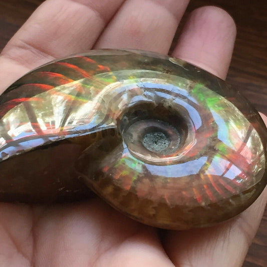 Iridescent Ammonite Natural Ammolite Facet Specimen Fossil Madagascar NEW