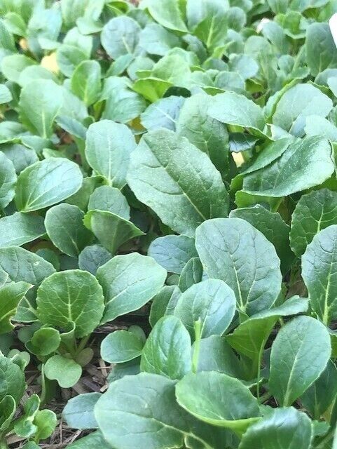 TATSOI 150 seeds vegetable garden easy Asian salad green winter autumn pots leaf