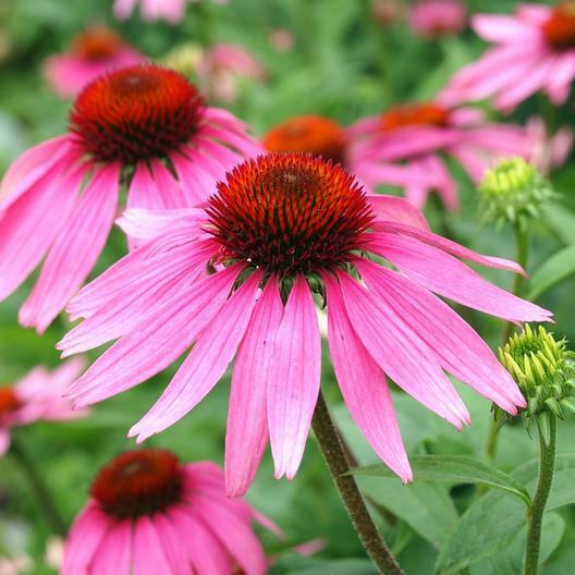 PURPLE CONEFLOWER Echinacea Perennial Pollinator Cut Flowers Non-GMO 200 Seeds!