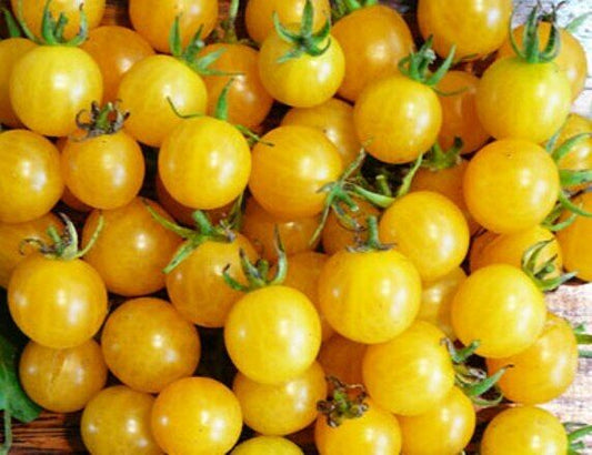 TOMATO 'Yellow Honeybee Cherry' 30 seeds vegetable seeds garden HEIRLOOM honey