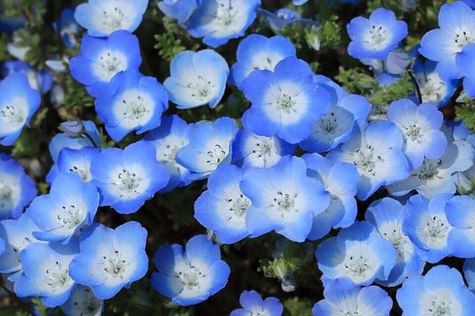 NEMOPHILA Baby Blue Eyes 150+ seeds rockery cottage garden pots hanging baskets