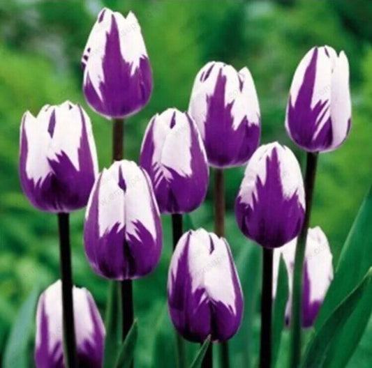 100Pcs Tulip Seeds  Perfume Decor Flower Bonsai Seeds Home Garden Potted Plants