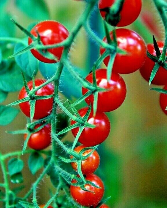 TOMATO 'Cherry Cocktail' 30+ seeds tiny fruit sweet vegetable garden cherry mini