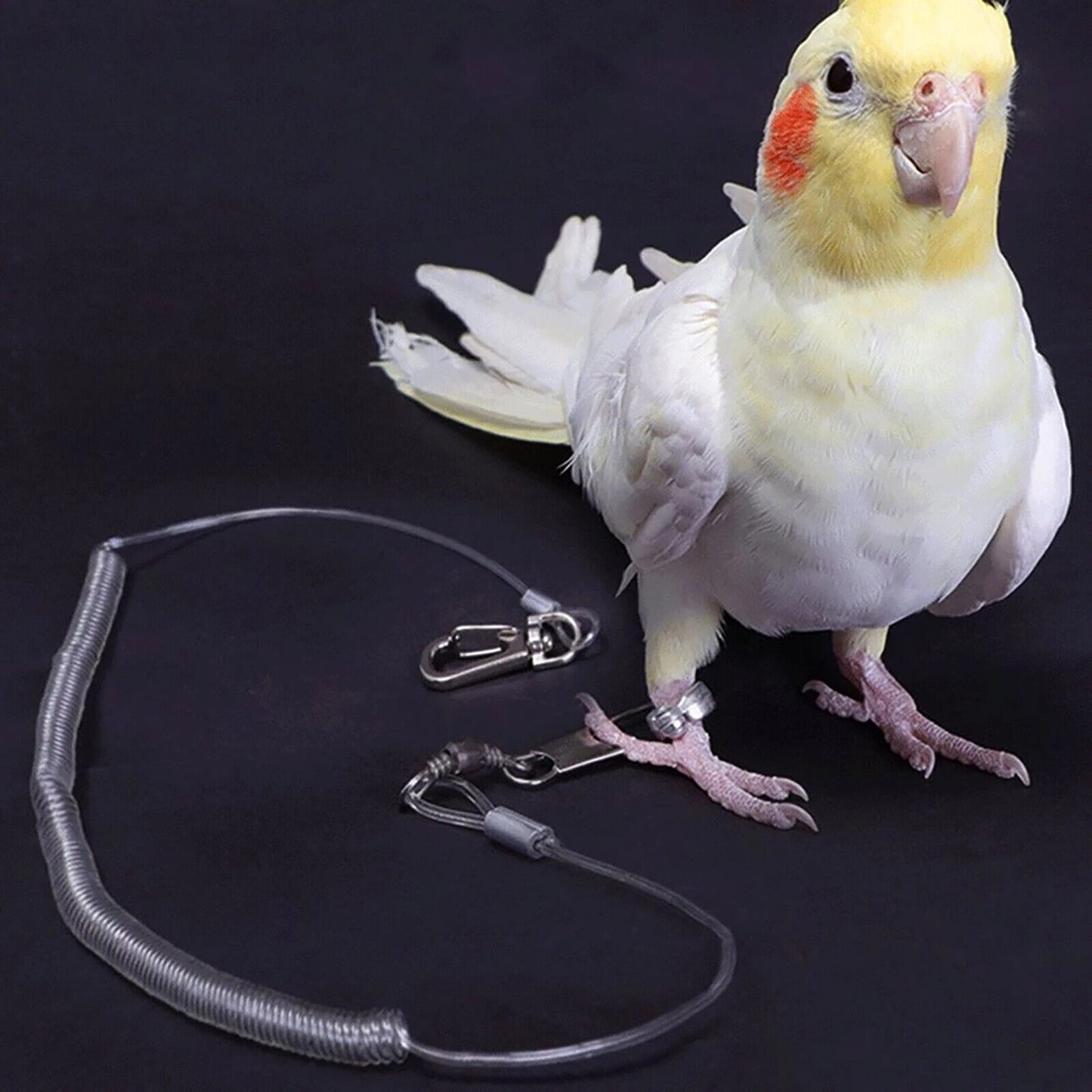 3M Bird Leash w/Leg Ring Ultra-light Parrot Bird Harness Flying Training Rope