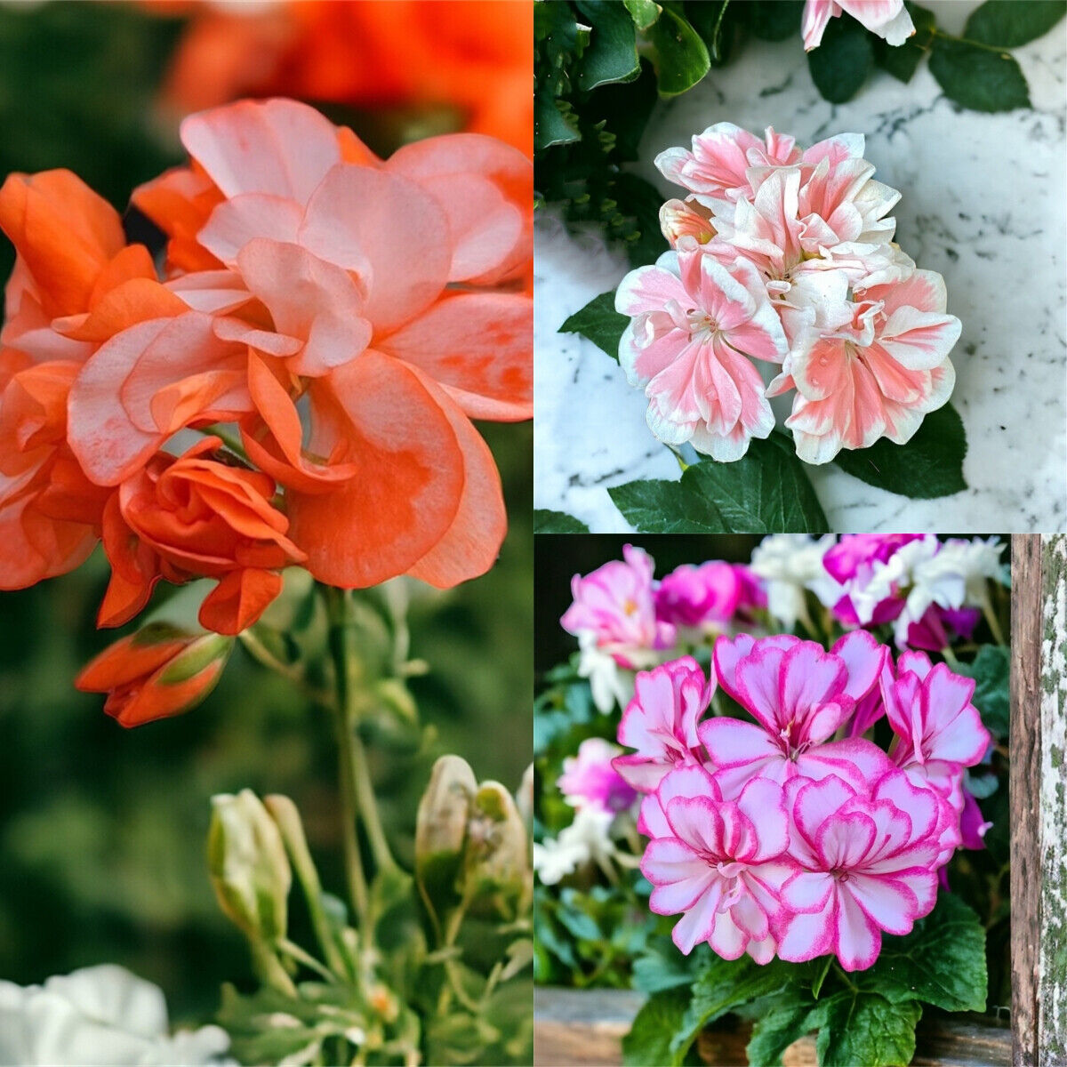 100PCS Orange Geranium Seeds Pink White Edge Geranium Seeds Garden Flower Seeds