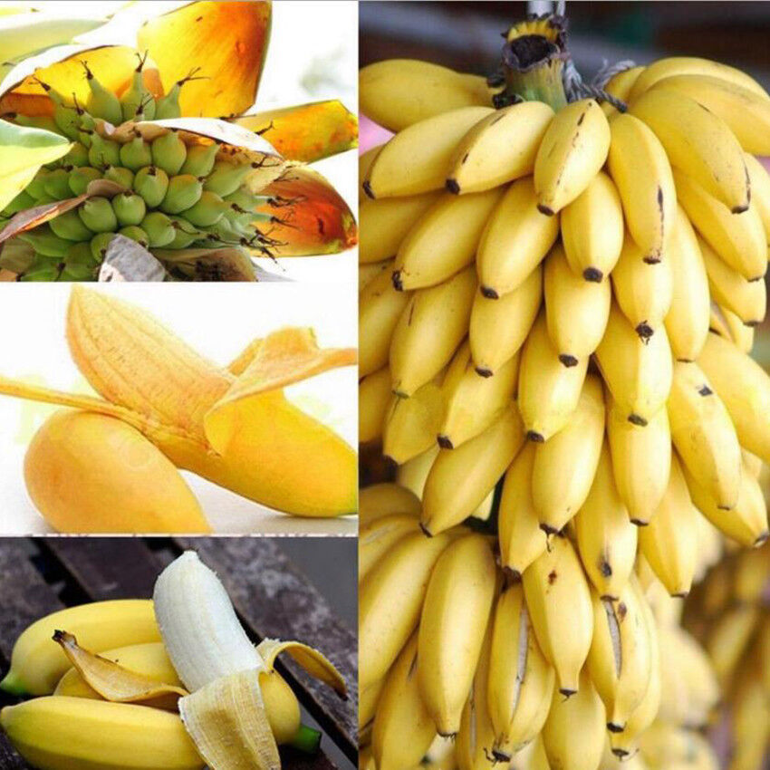 100Pcs/set Dwarf Banana Tree Seeds Mini Bonsai Plant Exotic Rare Fruits Garden